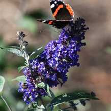 Sommerfuglebusk 'Ellens Blue'